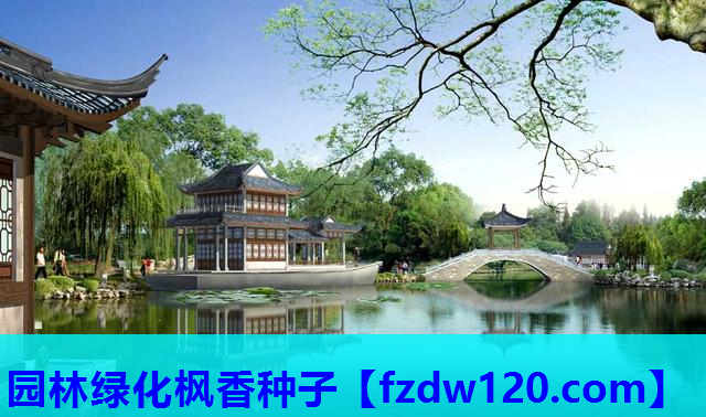 园林绿化枫香种子