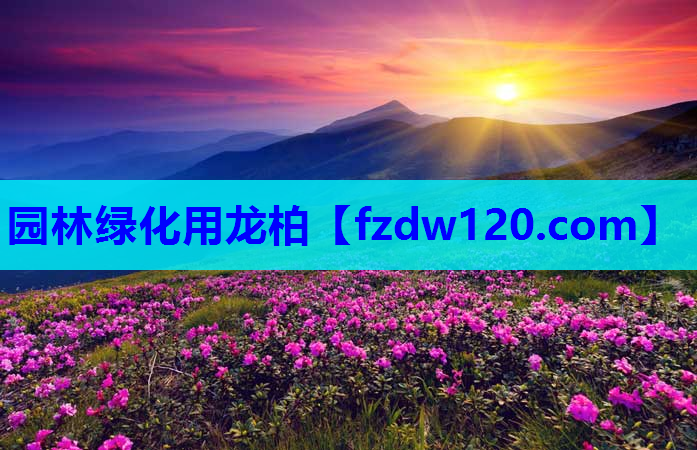 园林绿化用龙柏