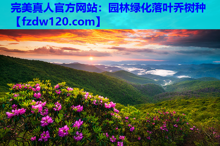 园林绿化落叶乔树种