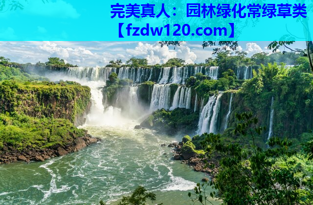 园林绿化常绿草类